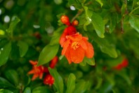 Pomegranate flowers, Bamo