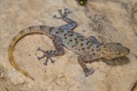 Asaccus sp., Nawde