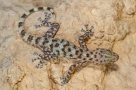 Asaccus sp., Nawde