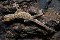 Asaccus sp., Nawde