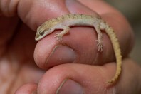 Mediodactylus sp., Nawde
