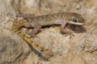 Mediodactylus sp., Nawde