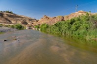 Dewana