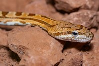 Spalerosophis microlepis, Dewana