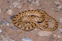 Spalerosophis microlepis, Dewana