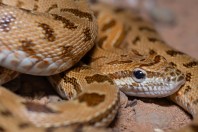 Spalerosophis microlepis, Dewana