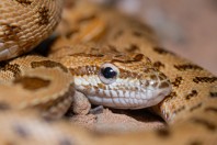 Spalerosophis microlepis, Dewana