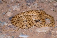 Spalerosophis microlepis, Dewana