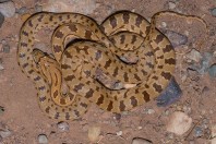 Spalerosophis microlepis, Dewana