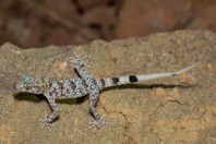 Asaccus sp., Dewana