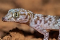 Asaccus sp., Dewana