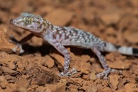 Asaccus sp., Dewana