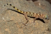 Asaccus sp., Dewana