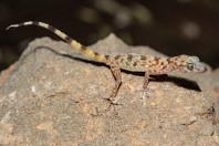Asaccus sp., Dewana