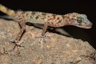 Asaccus sp., Dewana