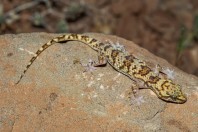 Hemidactylus romeshkanicus, Dewana