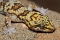 Hemidactylus romeshkanicus, Dewana