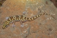 Hemidactylus romeshkanicus, Dewana