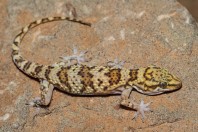 Hemidactylus romeshkanicus, Dewana