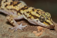 Hemidactylus romeshkanicus, Dewana