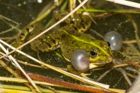 Pelophylax bedriagae, Sulaymaniyah