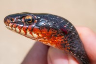 Dolichophis jugularis, Hazarmerd