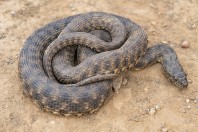 Natrix tessellata, Dokan