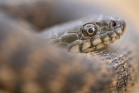 Natrix tessellata, Dokan
