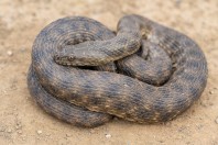 Natrix tessellata, Dokan