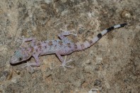 Asaccus sp., Mosul