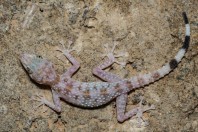 Asaccus sp., Mosul