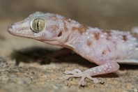 Asaccus sp., Mosul