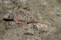 Asaccus sp., Mosul