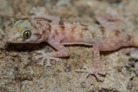 Asaccus sp., Mosul