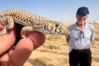 Acanthodactylus cf. grandis., Khan ar Rahbah