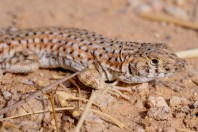 Acanthodactylus cf. grandis., Khan ar Rahbah