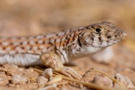 Acanthodactylus cf. grandis., Khan ar Rahbah