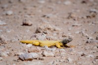 Uromastyx aegyptia, Khan ar Rahbah