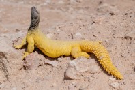Uromastyx aegyptia, Khan ar Rahbah