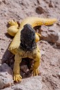 Uromastyx aegyptia, Khan ar Rahbah