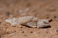 Trapelus agnetae, Khan ar Rahbah