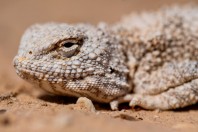 Trapelus agnetae, Khan ar Rahbah