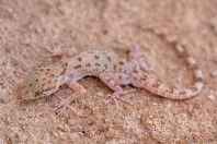 Cyrtopodion scabrum, Khan ar Rahbah