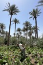 Najaf