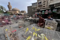Animal market, Baghdad
