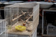 Animal market, Baghdad