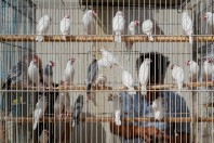 Animal market, Baghdad