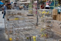 Animal market, Baghdad