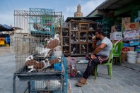 Animal market, Baghdad
