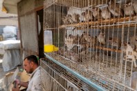 Animal market, Baghdad